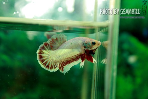 (ขายแล้วครับ)ปลากัดครีปสั้น - Fancy Halfmoon Plakats