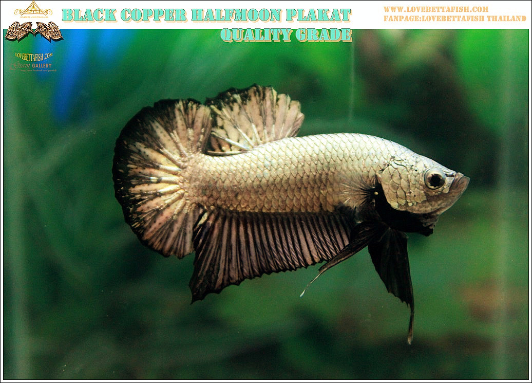 (ขายแล้วครับ)+แถมตัวเมีย+ปลากัดครีบสั้น-Halfmoon Plakat Black Dragon Copper