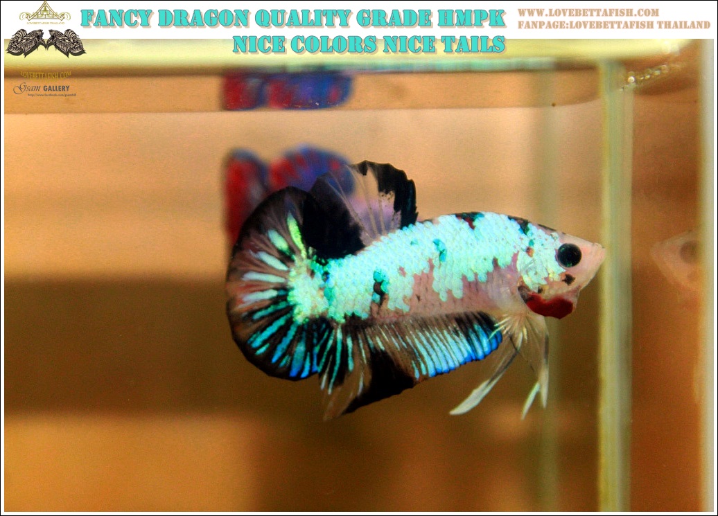 (ขายแล้วครับ)"คัดเกรด"ปลากัดครีบสั้น-Halfmoon Plakats Fancy Dragon Nice Colors