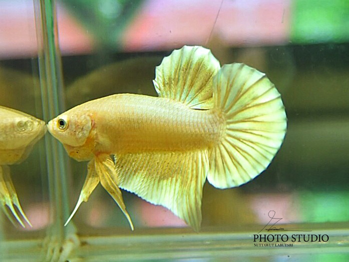 ปลากัดคัดเกรดครีบสั้นสีทอง - Halfmoon Plakad Super Gold Platinum Premium Quality Grade