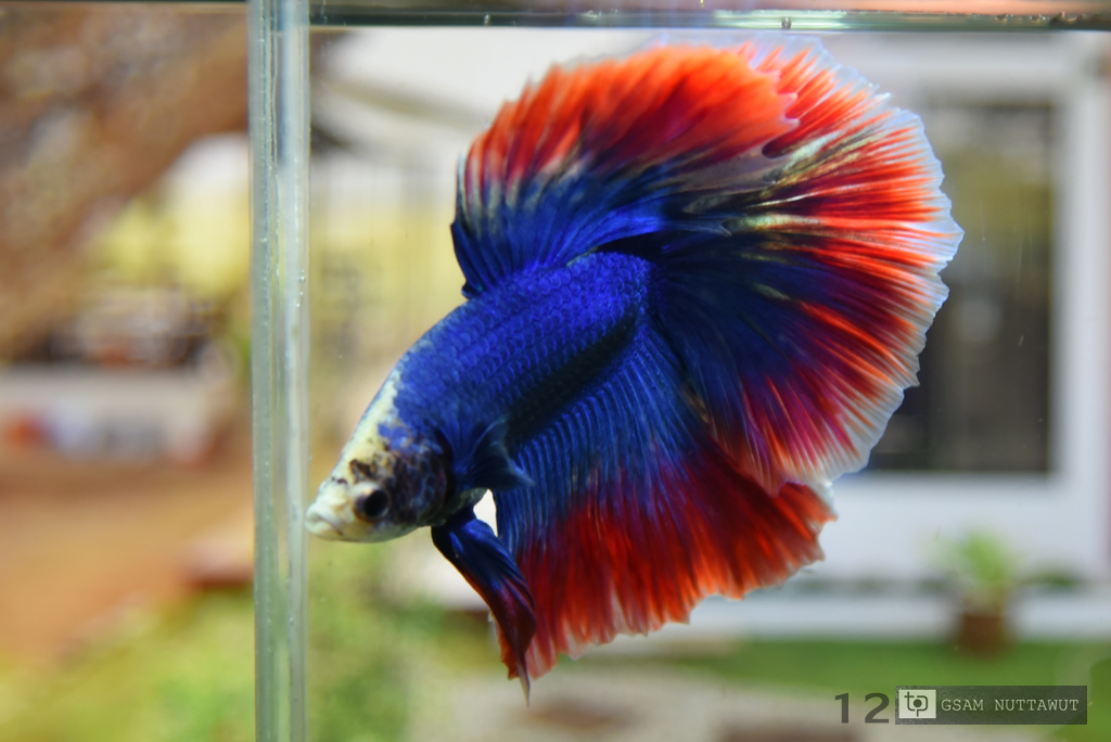 "ธงชาติไทย" ปลากัดคัดเกรดครีบยาว - Halfmoon FancyThailand Premium Quality Grade AAA+