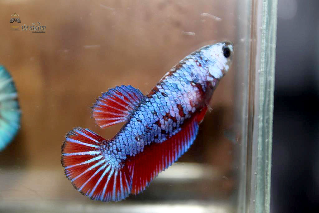 ปลากัดคัดเกรดครีบสั้นตัวเมีย - Halfmoon Plakad Fancy Dragon Premium Quality Grade