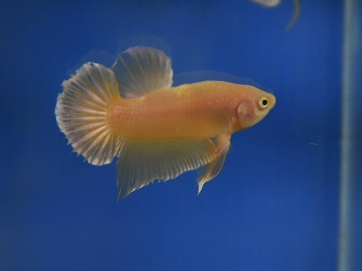 ปลากัดคัดเกรดครีบสั้น - Halfmoon Plakad Super Gold Quality Grade