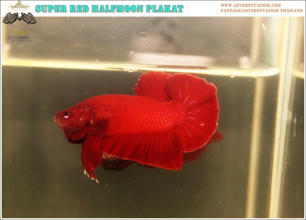 (ขายแล้วครับ)"คัดเกรด"ปลากัดครีบสั้น-Halfmoon Plakats Super Red 02