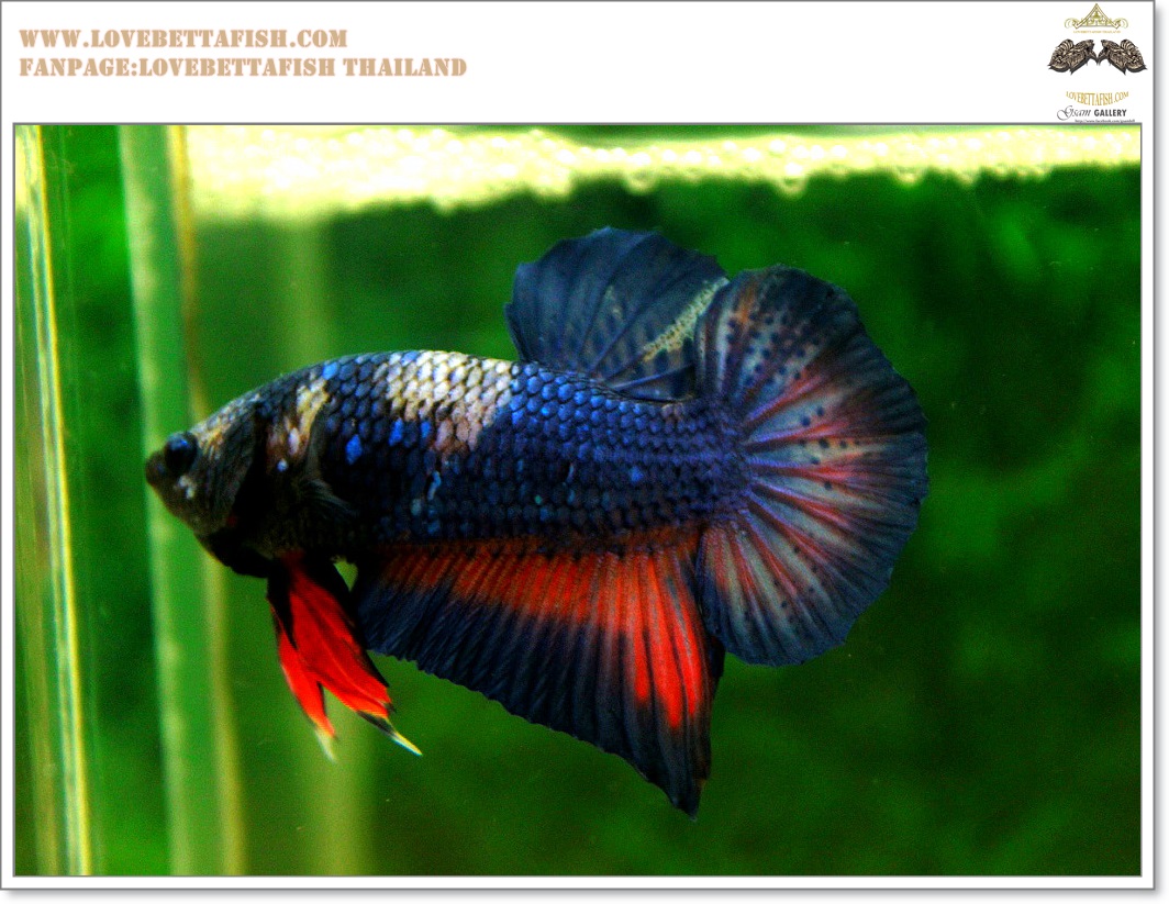 คัดเกรดปลากัดครีบสั้น-Hi- Quality Halfmoon Plakat Fancy Dragon Quality Grade