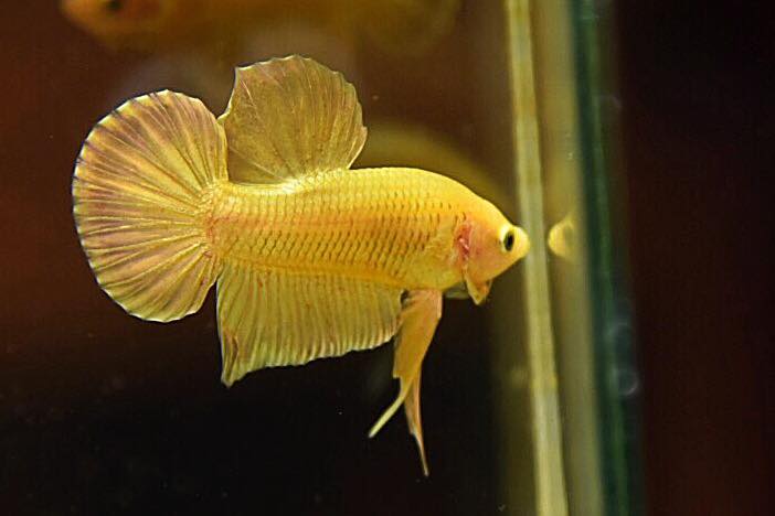 "ปลากัดสีทอง Super Gold" ปลากัดคัดเกรดครีบสั้น - Halfmoon Plakad Super Gold Quality Grade