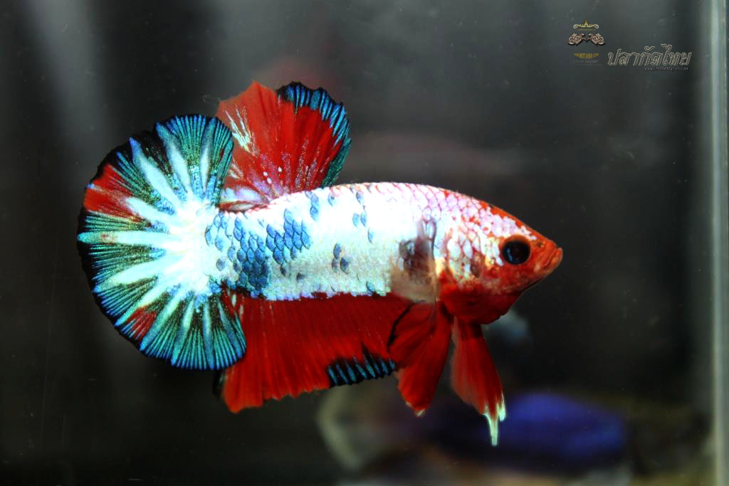 ปลากัดคัดเกรดครีบสั้น - Halfmoon Plakad Fancy Dragon Premium Quality Grade