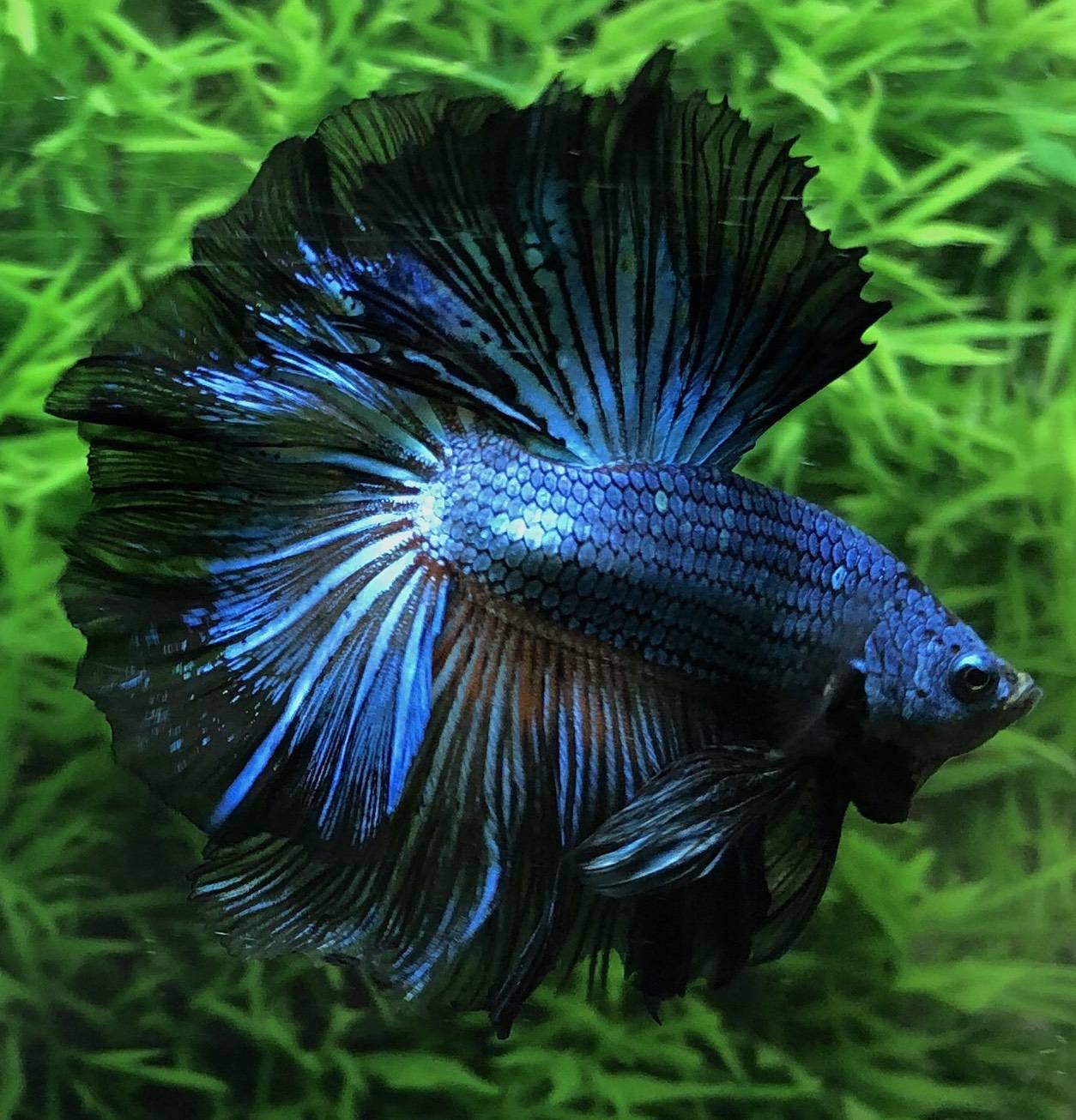 ปลากัดคัดเกรดครีบยาว - Halfmoon Fancy Black Light Premium Quality Grade