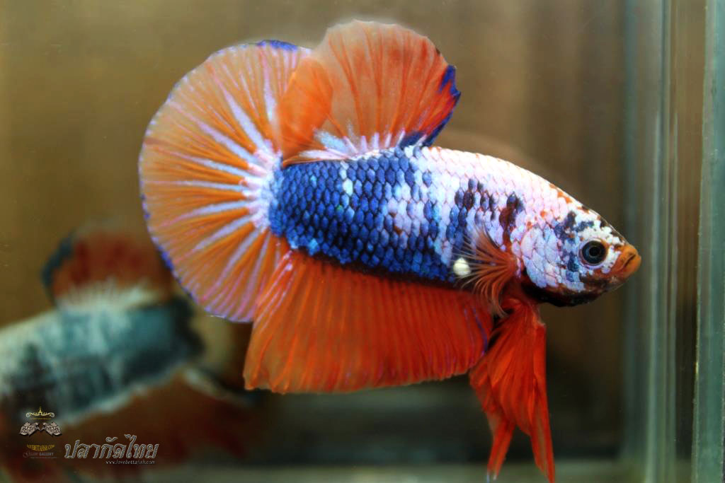 ปลาใหญ่ขนาดเกือบ 1.8-1.9 นิ้ว ปลากัดคัดเกรดครีบ - Halfmoon Plakad Fancy Orange Mustrad Premium Quality Grade