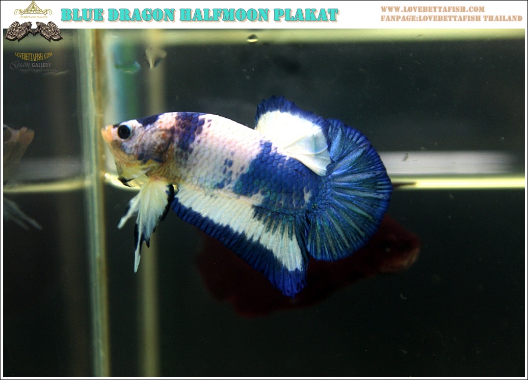 (ขายแล้วครับ)"คัดเกรด"ปลากัดครีบสั้น-Halfmoon Plakats Blue Marble