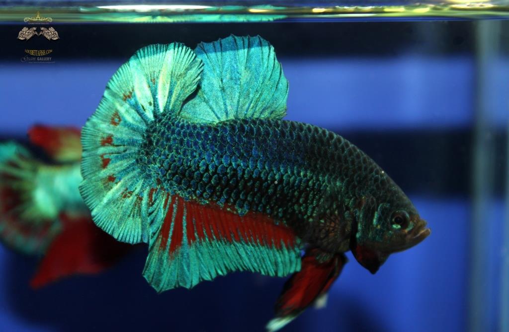ปลากัดคัดเกรดครีบสั้น - Halfmoon Plakad Fancy Super Green Quality Grade