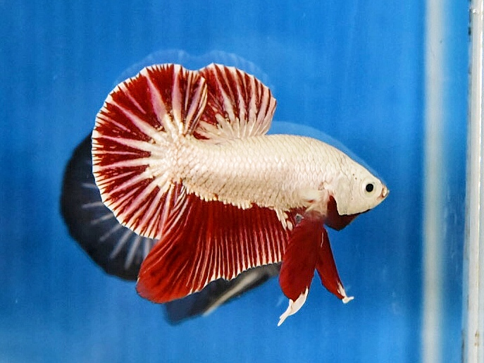 'ปลาวัยรุ่นอนาคตไกล' ปลากัดคัดเกรดครีบสั้น - Halfmoon Plakad Red Dragon Premium Quality Grade