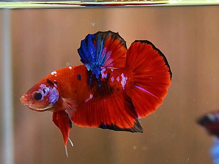 'เรด เฮลบอยย์'ปลากัดคัดเกรดครีบสั้น - Halfmoon Plakad Fancy Red Hellboy Premium Quality Grade