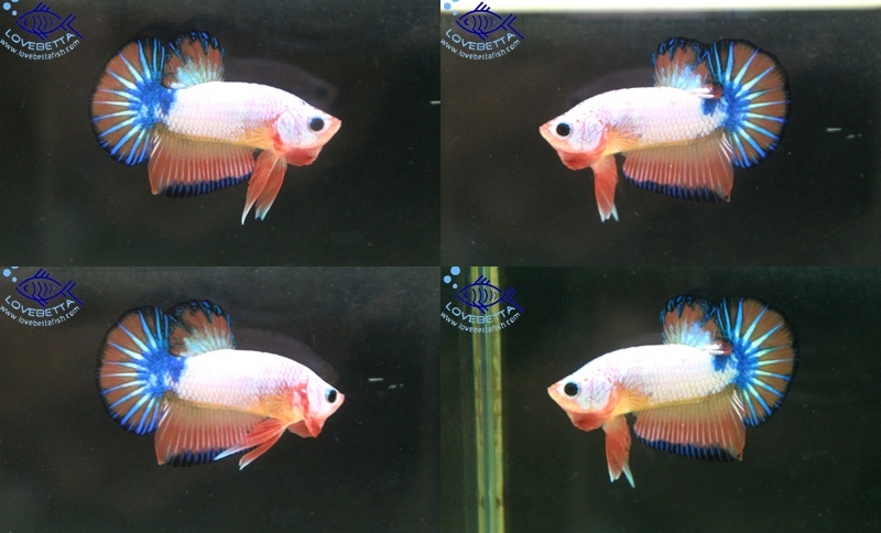 (ขายแล้วครับ)"คัดเกรด"ปลากัดครีบสั้น-Halfmoon Plakats Super Fancy Dragon