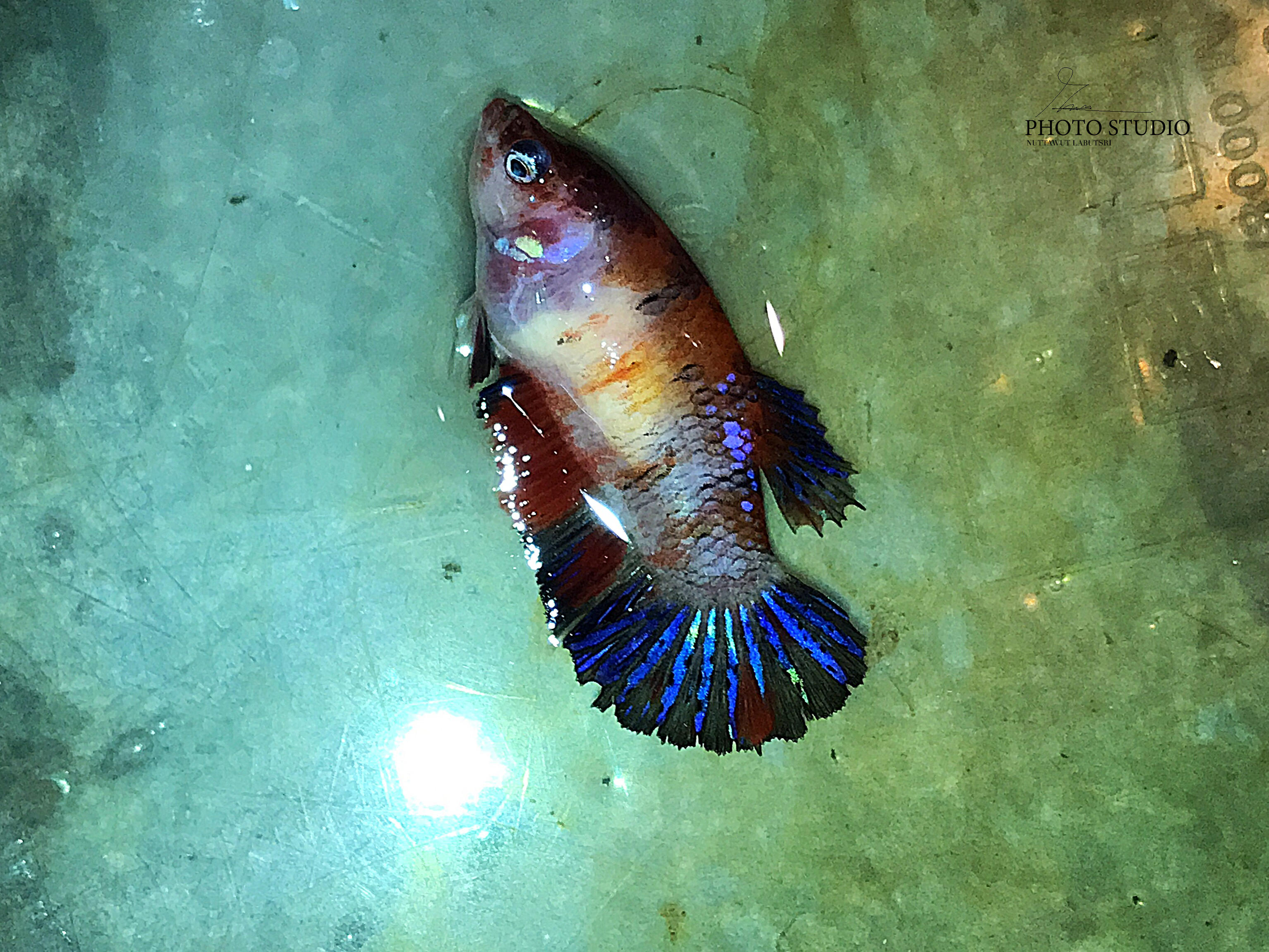 "ตัวเมียไข่เต็มท้องพร้อมผสม"ปลากัดคัดเกรดครีบสั้น - Female Halfmoon Plakad Fancy Quality Grade