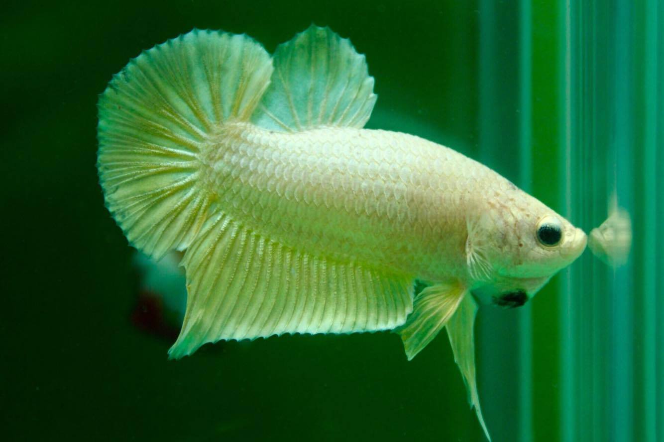 ปลากัดคัดเกรดครีบสั้น - Halfmoon Plakad Super Gold Quality Grade