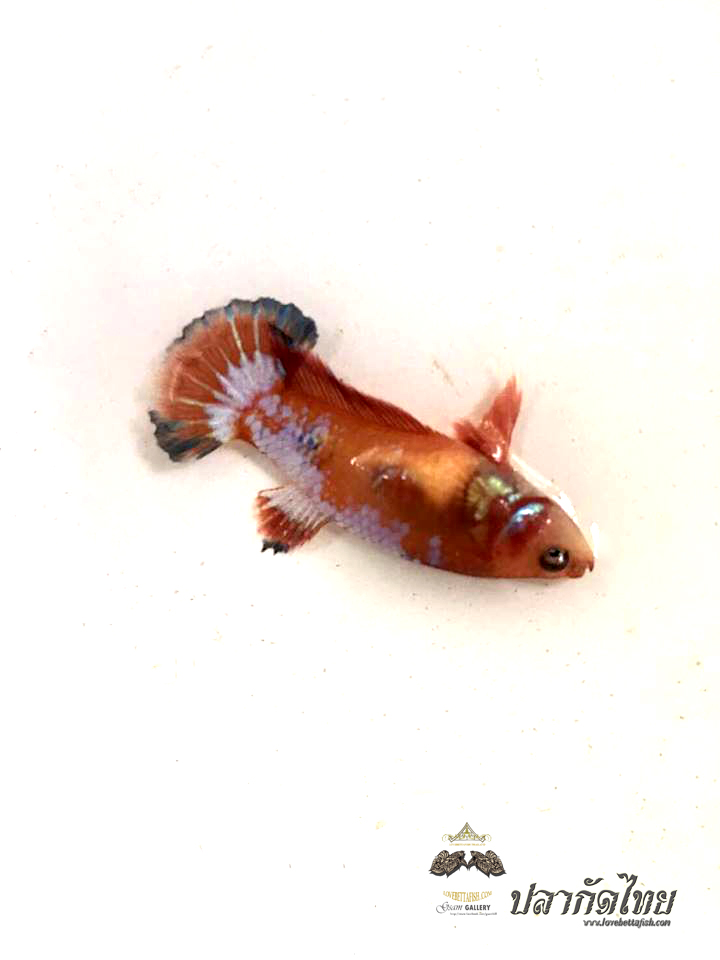 ปลากัดคัดเกรดครีบสั้นตัวเมีย - Female Halfmoon Plakad FancyDragon Quality Grade AAA+