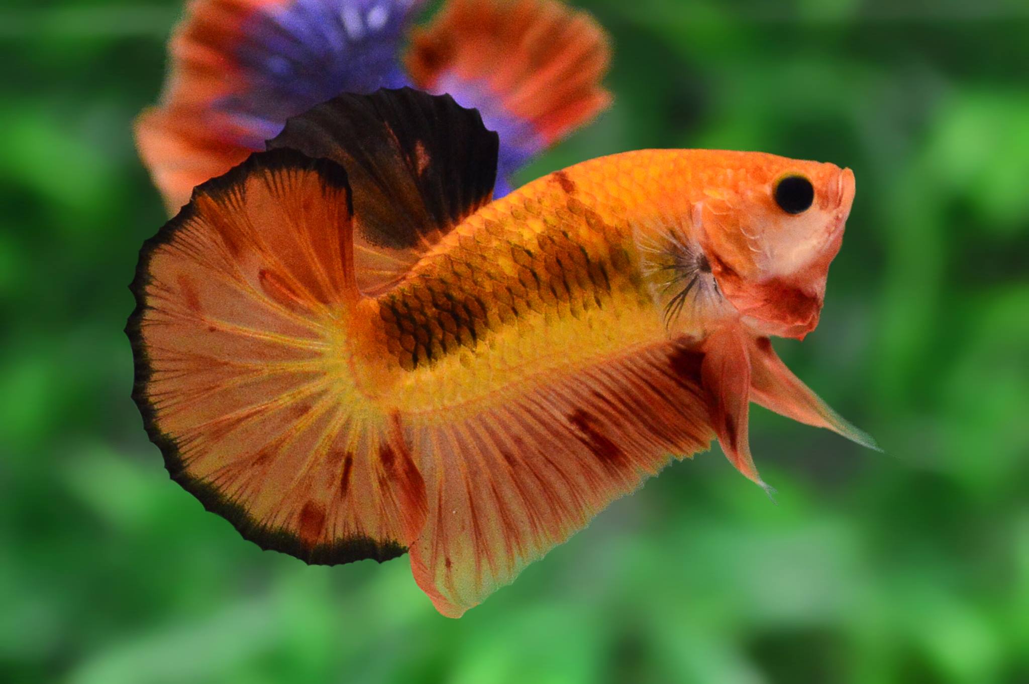 ปลากัดคัดเกรดครีบสั้น - Halfmoon Plakad Fancy Orange Premium Quality Grade AAA+