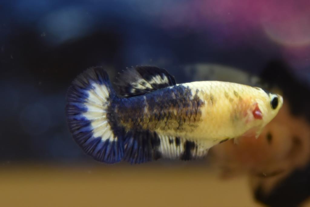ปลากัดตัวเมียแฟนซีมาเบิ้ลขาวน้ำเงินฟ้า ปลากัดคัดเกรดครีบสั้น - Female Halfmoon Plakad Fancy Marble Premium Quality Grade