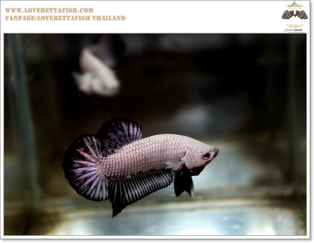 คัดเกรดปลากัดครีบสั้น-Halfmoon Plakat Black Dragon