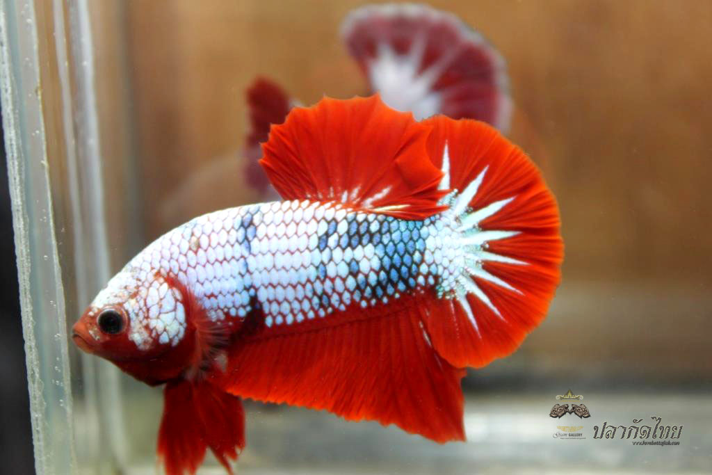 ปลาใหญ่ขนาดเกือบ 1.8-1.9 นิ้ว ปลากัดคัดเกรดครีบ - Halfmoon Plakad Fancy Dragon Premium Quality Grade