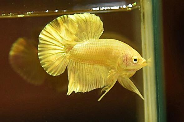 "ปลากัดสีทอง Super Gold" ปลากัดคัดเกรดครีบสั้น - Halfmoon Plakad Super Gold Quality Grade