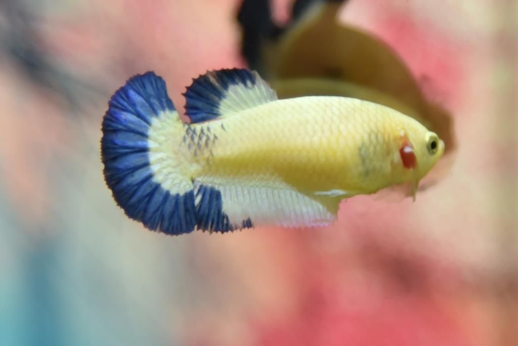 ปลากัดตัวเมียแฟนซีมาเบิ้ลขาวน้ำเงินฟ้า ปลากัดคัดเกรดครีบสั้น - Female Halfmoon Plakad Fancy Marble Premium Quality Grade