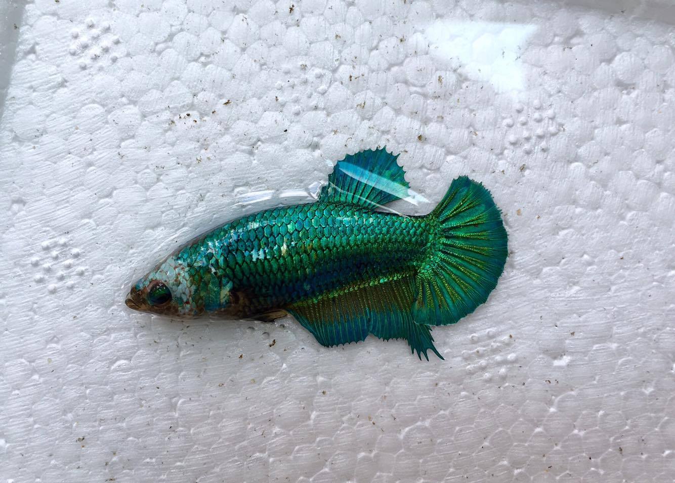 ปลากัดคัดเกรดครีบสั้นเพศเมีย - Female Halfmoon Plakad Fancy Dragon Quality Grade