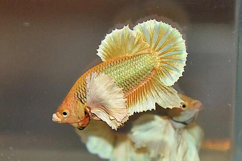 “หูใหญ่มากหูเป็นพวง”ปลากัดคัดเกรดครีบสั้นหูช้าง - Halfmoon Plakad Big Ear Premium Quality Grade AAA+