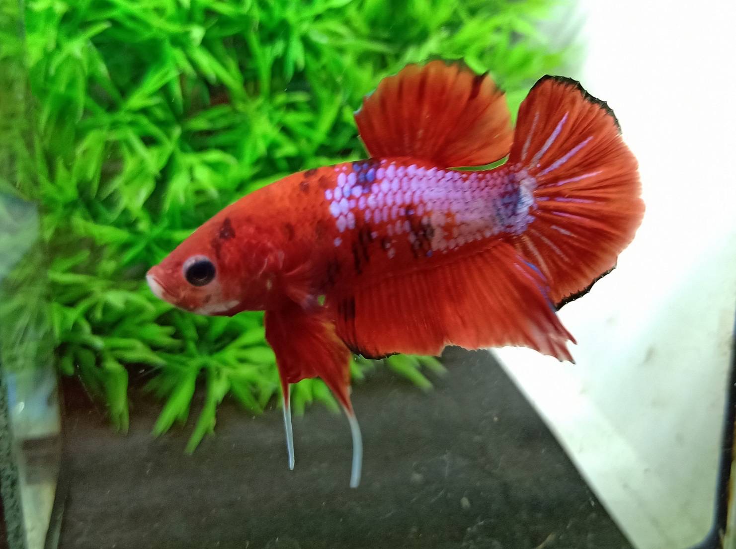 ปลากัดคัดเกรดครีบสั้น - Halfmoon Plakad Fancy Dragon Premium Quality Grade
