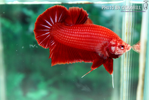 ปลากัดครีบสั้น - HMPK SUPER RED
