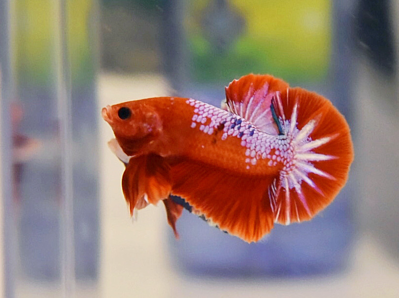 ปลากัดคัดเกรดครีบสั้น - Halfmoon Plakad Fancy Dragon Premium Quality Grade