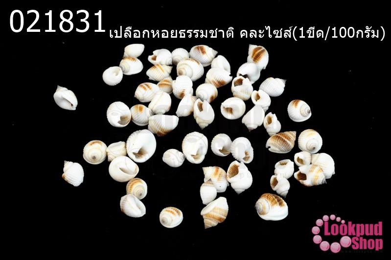 เปลือกหอยธรรมชาติ คละไซส์(1ขีด/100กรัม)