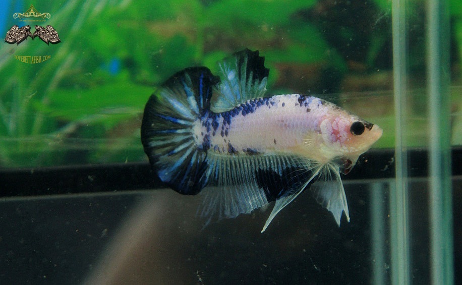 (ขายแล้วครับ)"คัดเกรด"ปลากัดครีบสั้น-Halfmoon Plakats Fancy Dragon