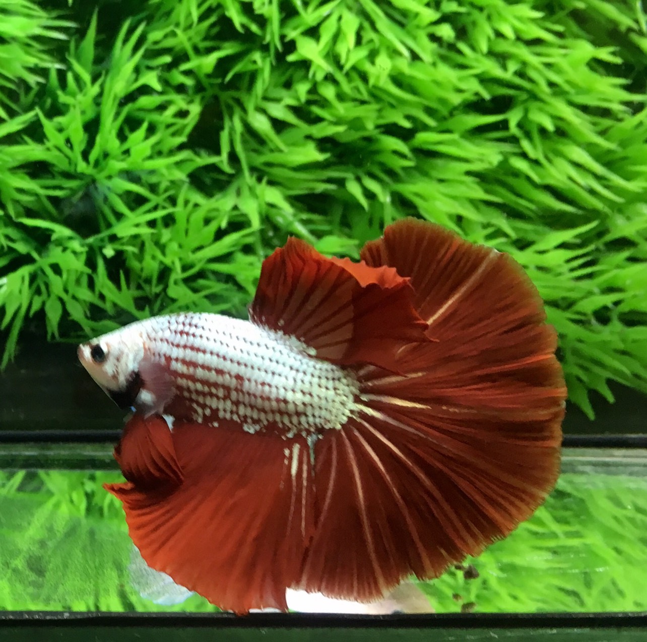 ปลากัดคัดเกรดครีบยาว - Halfmoon Red Dragon Premium Quality Grade AAA+