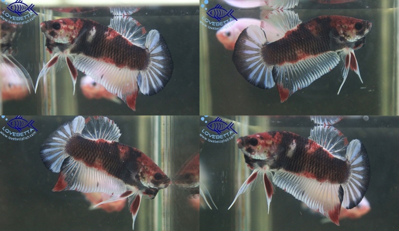 (ขายแล้วครับ)"คัดเกรด"ปลากัดครีบสั้น-Halfmoon Plakats Fancy monster