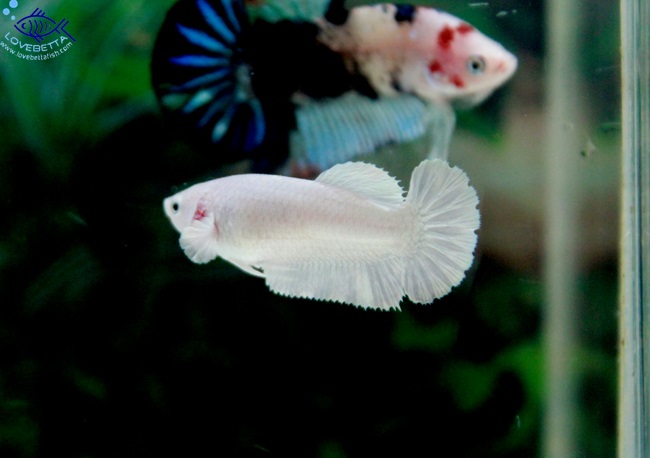 (ขายแล้วครับ)"คัดเกรด"ปลากัดครีบสั้นตัวเมีย-Halfmoon Plakats White Platinum Female Grade AAA