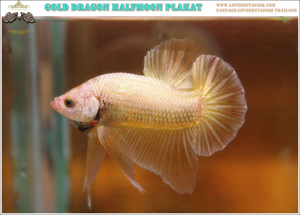 (ขายแล้วครับ)"คัดเกรด"ปลากัดครีบสั้น-Halfmoon Plakats Gold Dragon Grade A