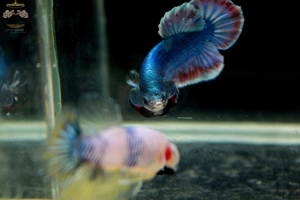 (ขายแล้วครับ)ตอนรับปีใหม่"คัดเกรด"ปลากัดครีบสั้น-Halfmoon Plakats Fancy Thailand