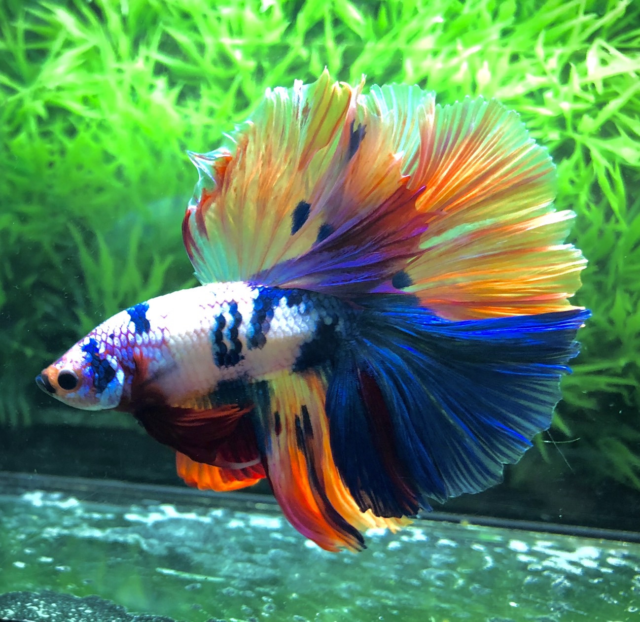 ปลากัดคัดเกรดครีบยาว - Halfmoon Fancy Dragon Full Colors Supreme Quality Grade