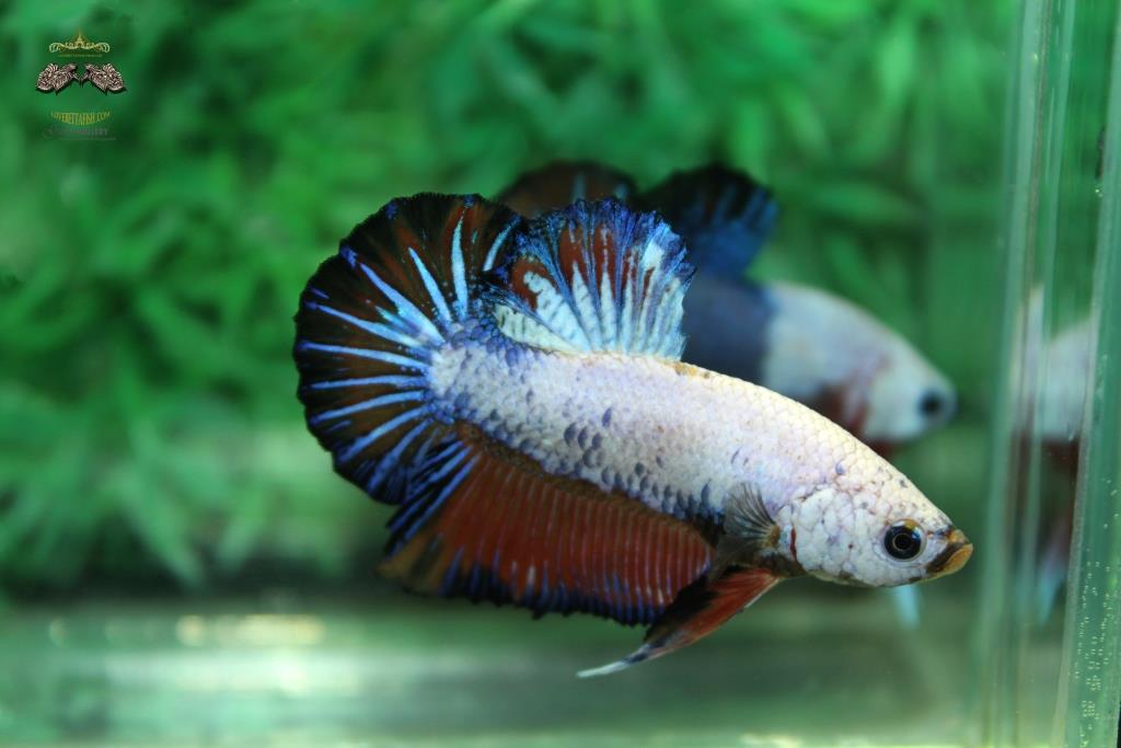 ปลากัดคัดเกรดครีบสั้น - Halfmoon Plakad Fancy Dragon Quality Grade
