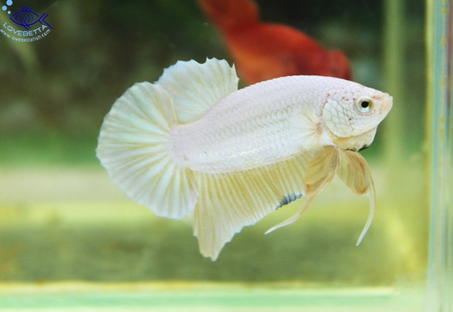 "คัดเกรด"ปลากัดครีบสั้น-Halfmoon Plakats GoldDragon02