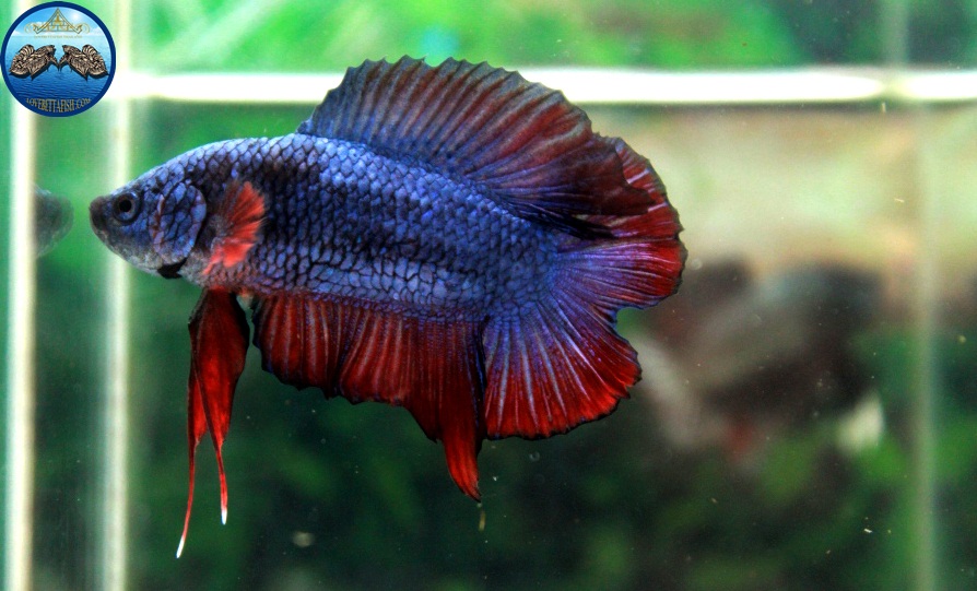 (ขายแล้วครับ)"คัดเกรด"ปลากัดครีบสั้น-Halfmoon Plakats Double Tails Fancy