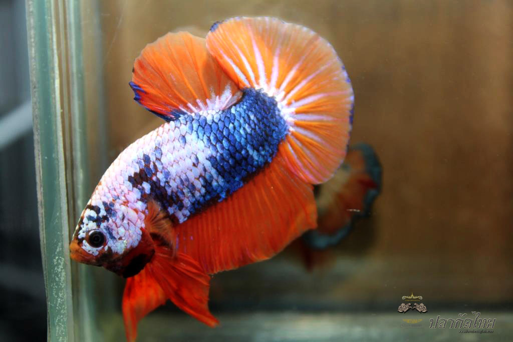 ปลาใหญ่ขนาดเกือบ 1.8-1.9 นิ้ว ปลากัดคัดเกรดครีบ - Halfmoon Plakad Fancy Orange Mustrad Premium Quality Grade