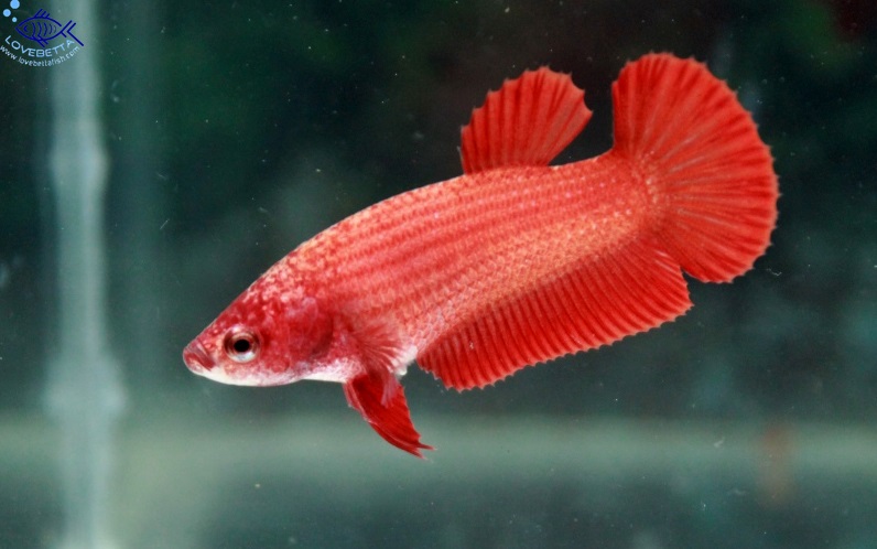 (ขายแล้วครับ)"คัดเกรด"ปลากัดครีบสั้นตัวเมีย-Female Halfmoon Plakats Super Red