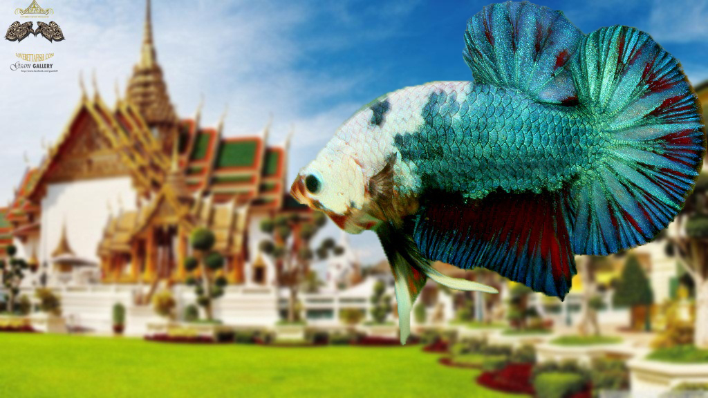 "คัดเกรด"ปลากัดครีบสั้น-Halfmoon Plakats Fancy Dragon