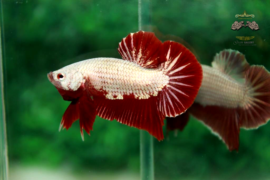 ปลากัดคัดเกรดครีบสั้น - Halfmoon Plakad Red Dragon Quality Grade