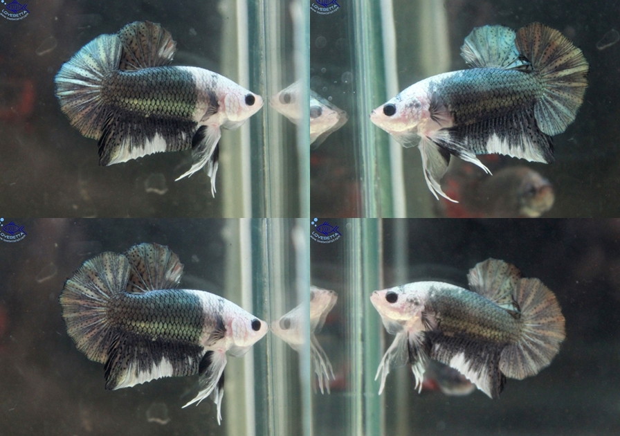 (ขายแล้วครับ)"คัดเกรด"ปลากัดครีบสั้น-Halfmoon Plakats Copper 1/2 White 1/2 HMPK