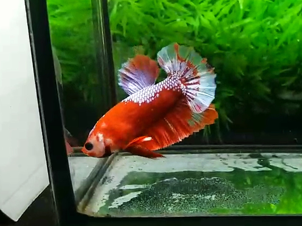 ปลากัดคัดเกรดครีบสั้น - Halfmoon Plakad Fancy Red Samurai Dragon Premium Quality Grade