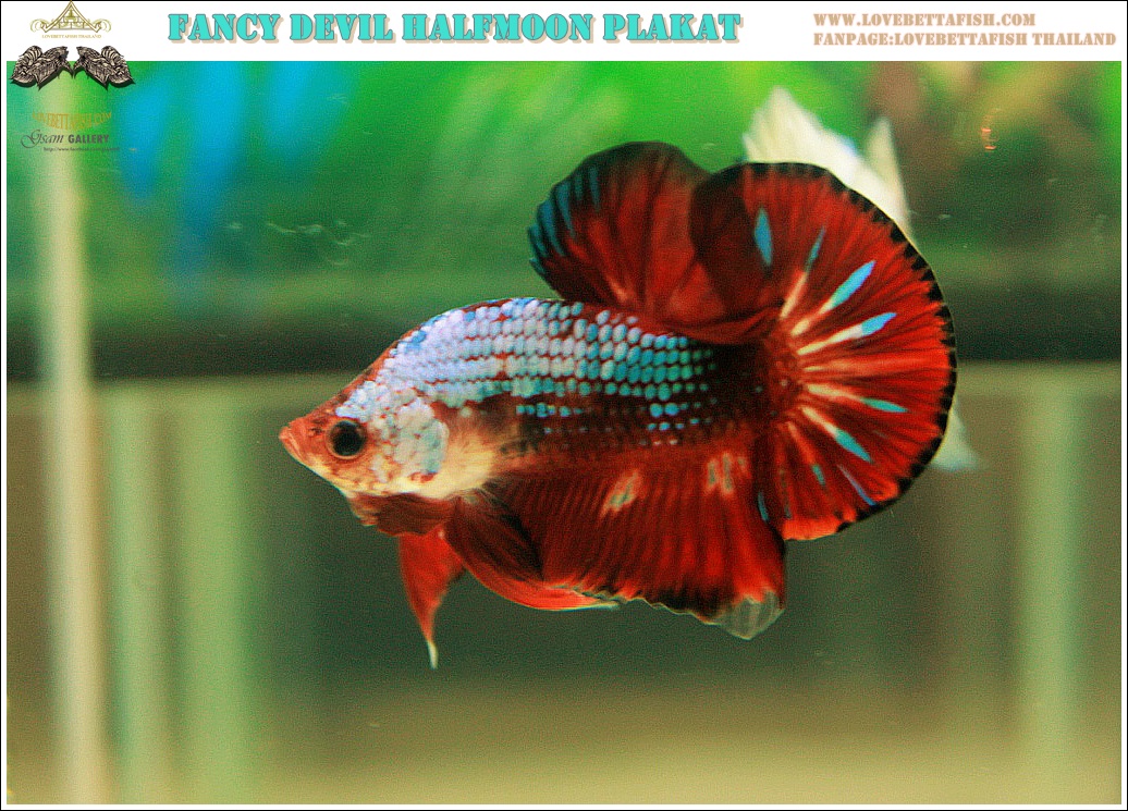 "คัดเกรด"ปลากัดครีบสั้น-Halfmoon Plakats Fancy Dragon Devil Short Body